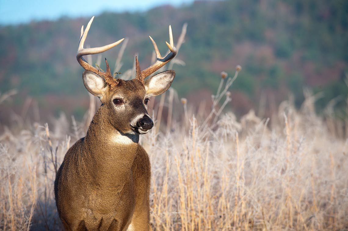 Lottery Dollars Help Preserve DeerHunting Lands The Minnesota Lottery