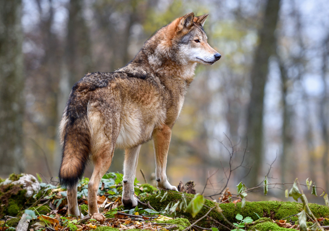 Wolves In Minnesota The Minnesota Lottery