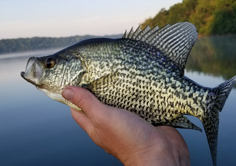 A fish in the hand…